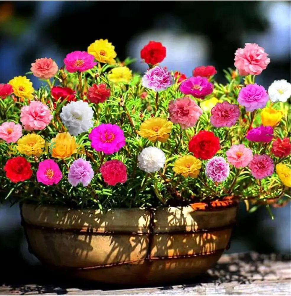 Moss Rose Mix Flower Seeds For Vibrant Planting