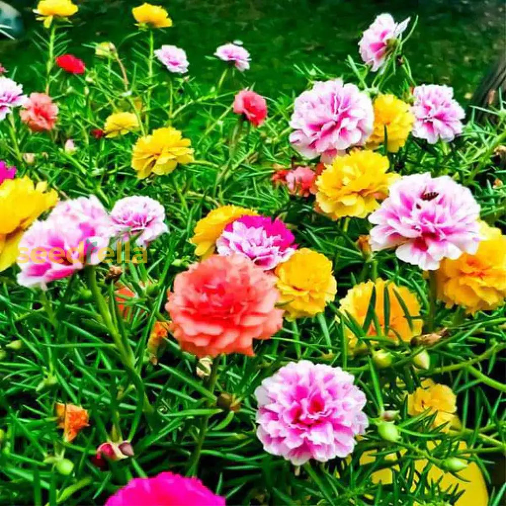 Moss Rose Mix Flower Seeds For Vibrant Planting