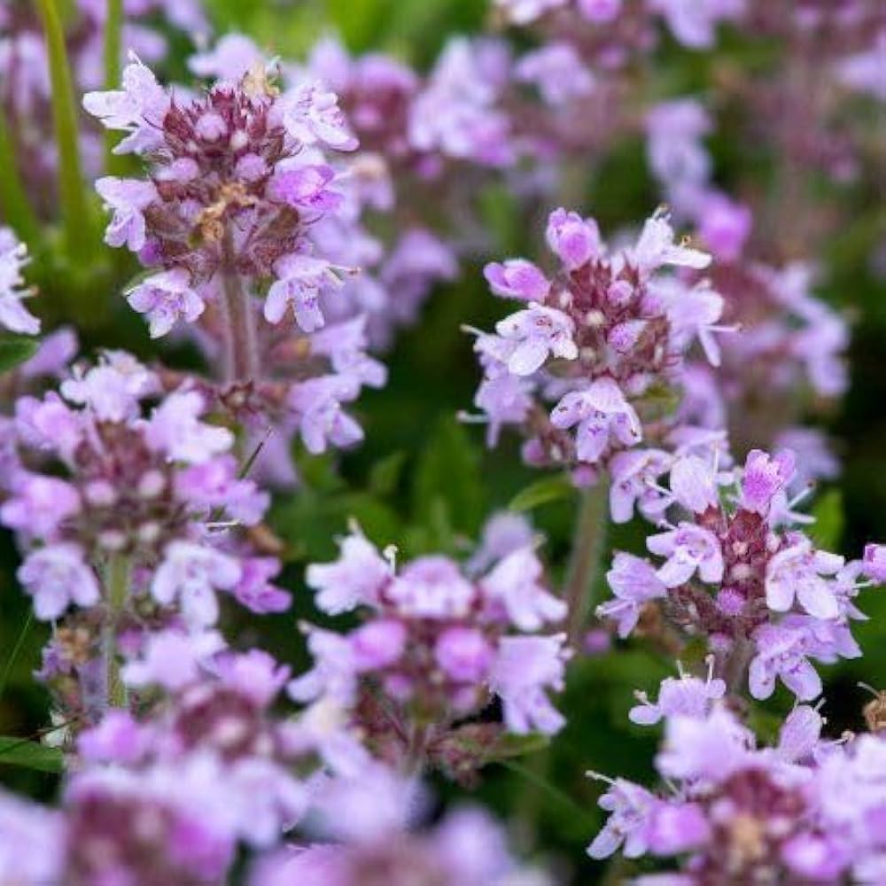 Mother of Thyme herb with aromatic leaves and pink blooms