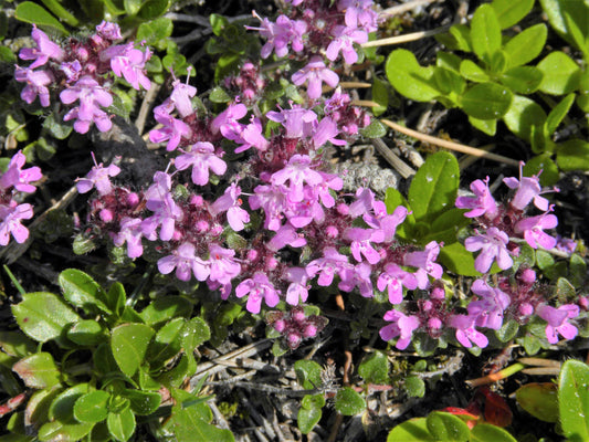 Mother of Thyme plant with lemon-scented foliage and pink flowers