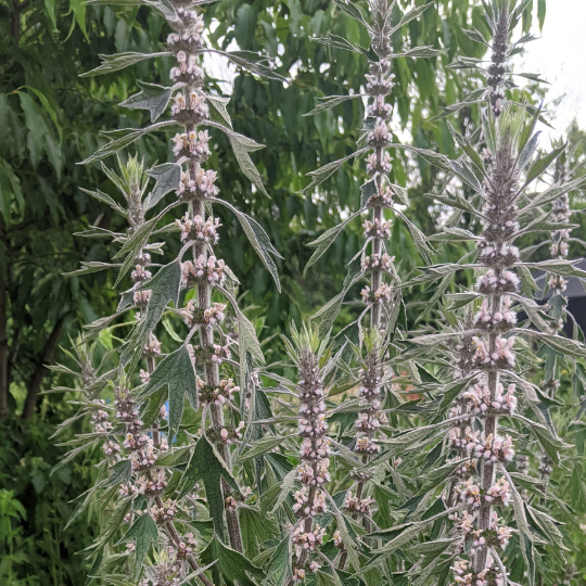 Motherwort herb in herb garden or border