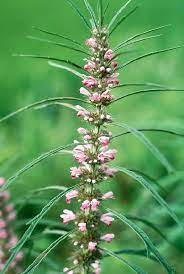 Chinese Motherwort growing in natural herb garden setting
