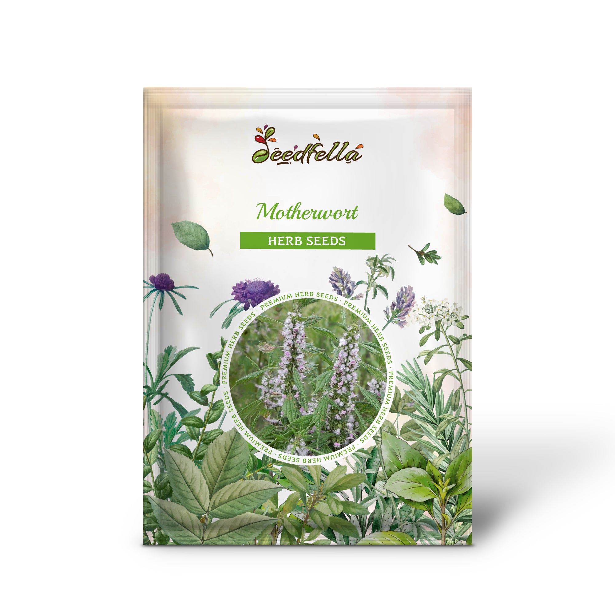 Motherwort seedlings grown from perennial herb seeds