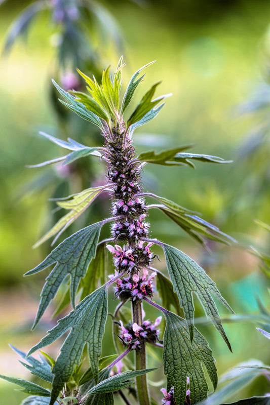 Motherwort plant with pinkish-lavender flowers and aromatic leaves