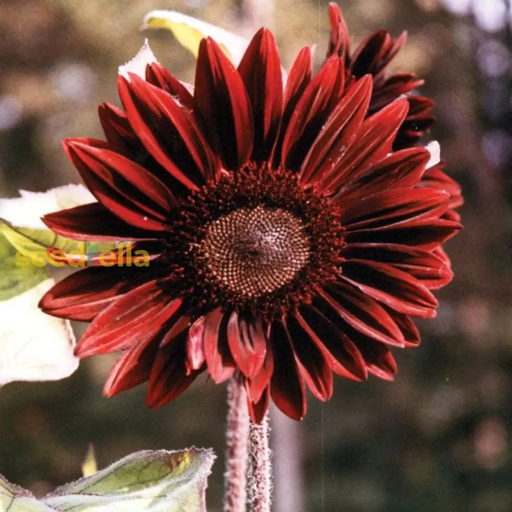 Moulin Rouge Sunflower Seeds For Planting Flower