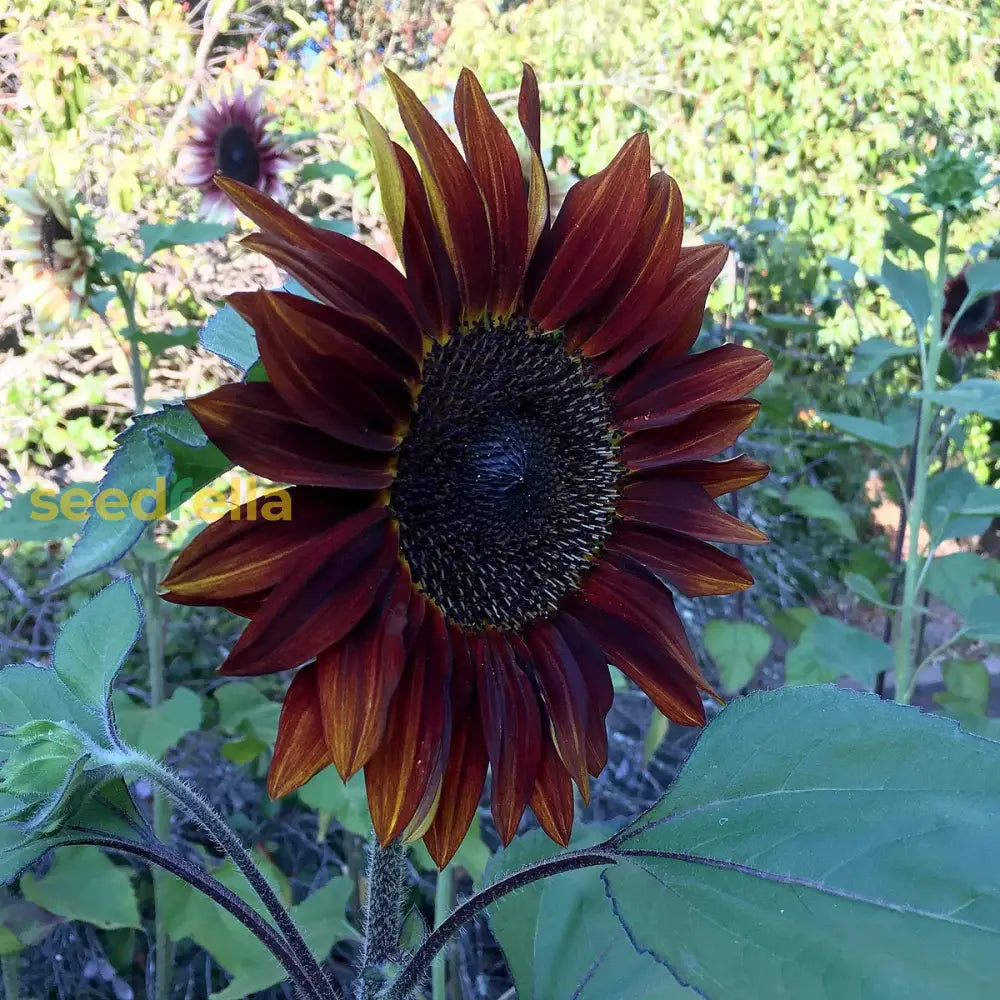 Moulin Rouge Sunflower Seeds For Planting Flower