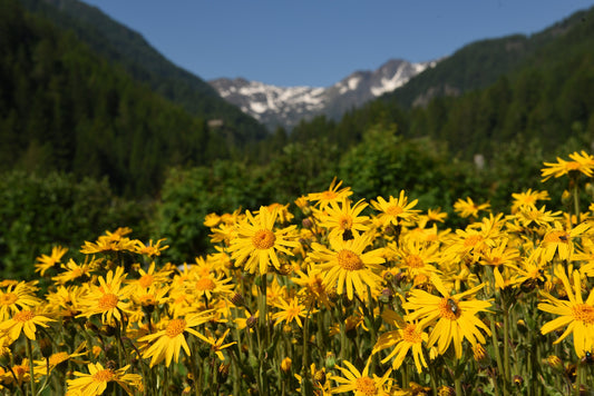 Mountain Arnica seeds with yellow blooming flowers
