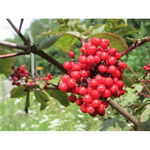 Mountain elder seeds red berry flowering tree shrub variety