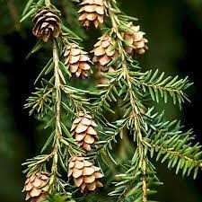 Mountain Hemlock trees in natural landscape