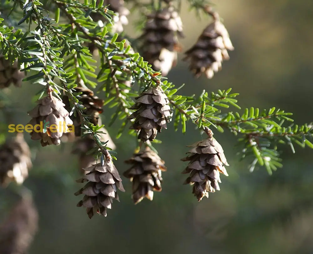 Mountain Hemlock Tree Seeds - Grow Your Own