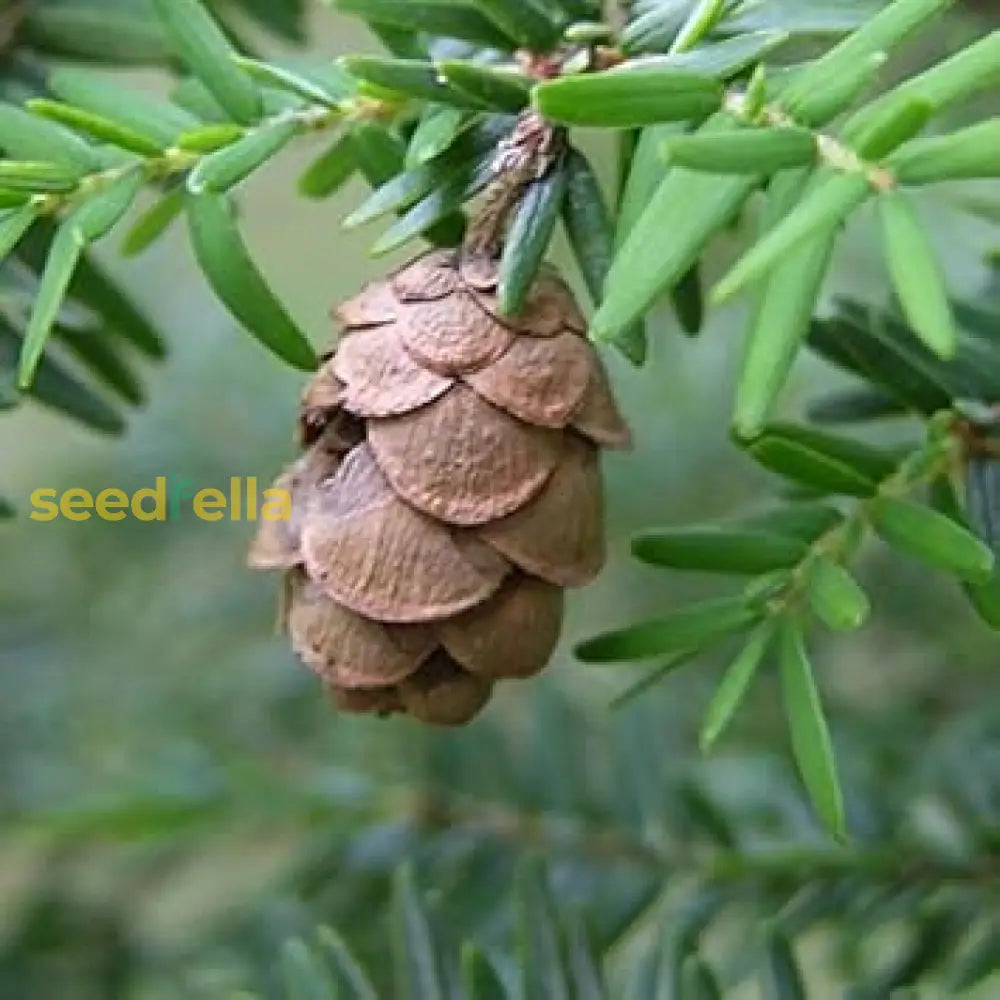 Mountain Hemlock Tree Seeds - Grow Your Own