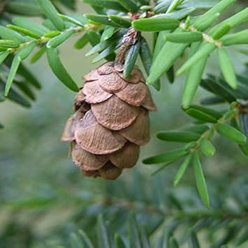 Mountain Hemlock Tree Seeds for Planting