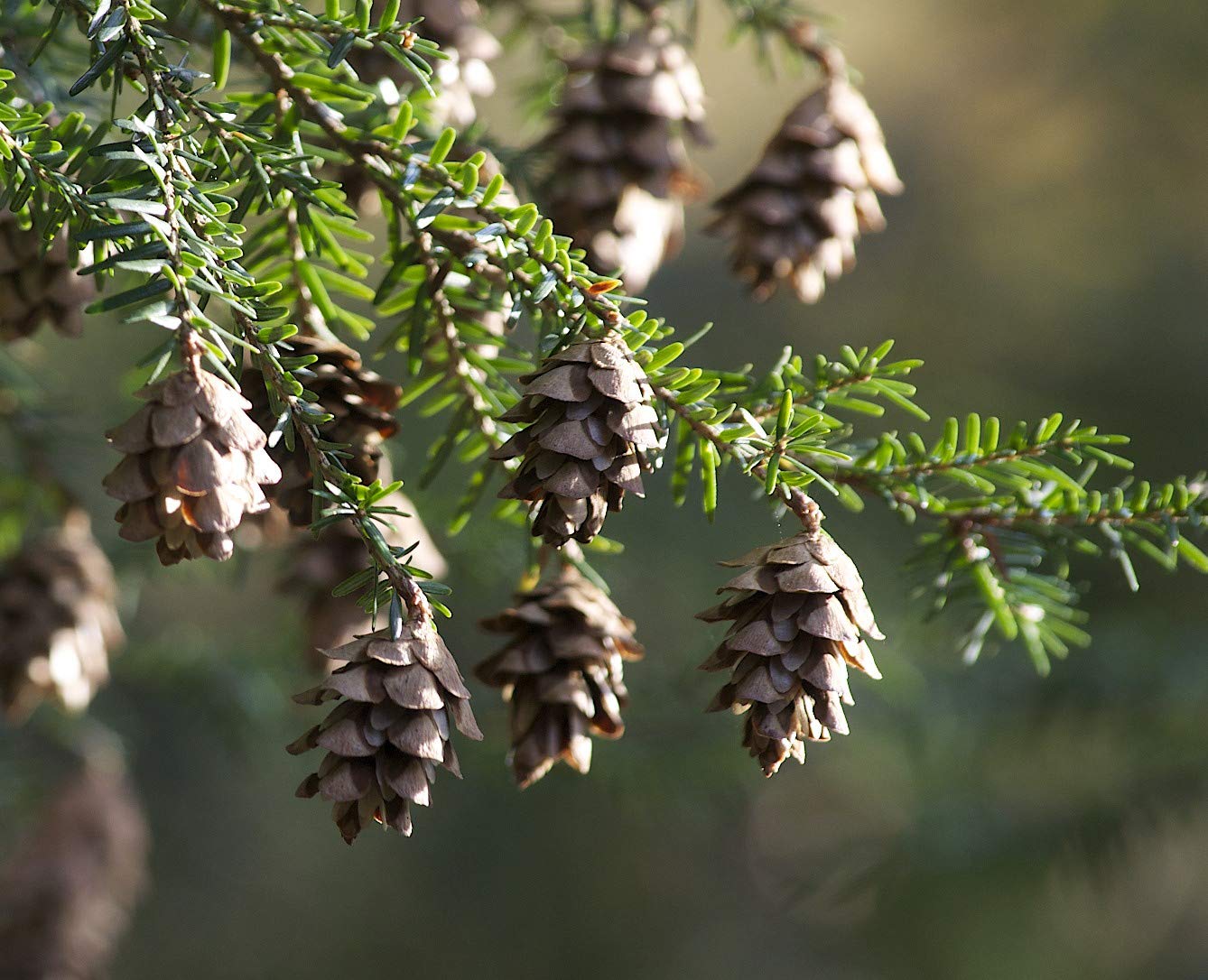 Young Mountain Hemlock tree growing in garden