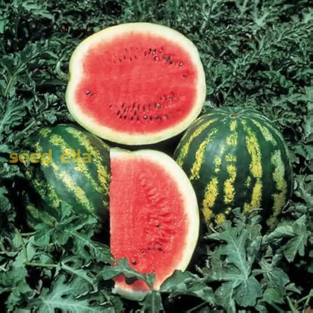 Mountain Hoosier Watermelon Seeds for Planting Sweet Fruit