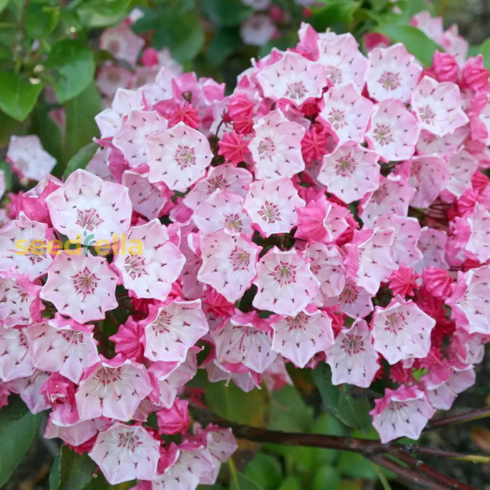 Mountain Laurel Seeds Kalmia Latifolia Flowering Evergreen Shrub Showy And Intricate Flowers Glossy