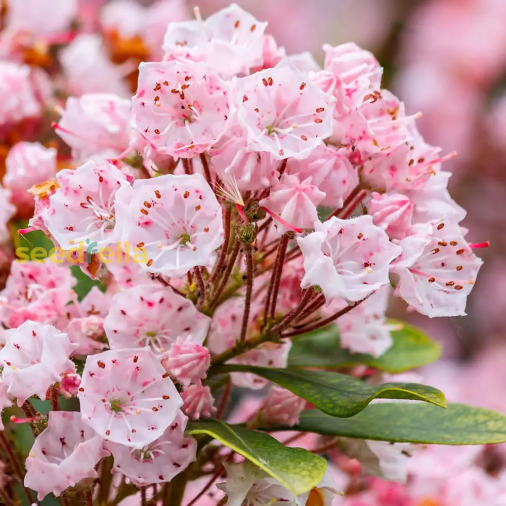 Mountain Laurel Seeds Kalmia Latifolia Flowering Evergreen Shrub Showy And Intricate Flowers Glossy