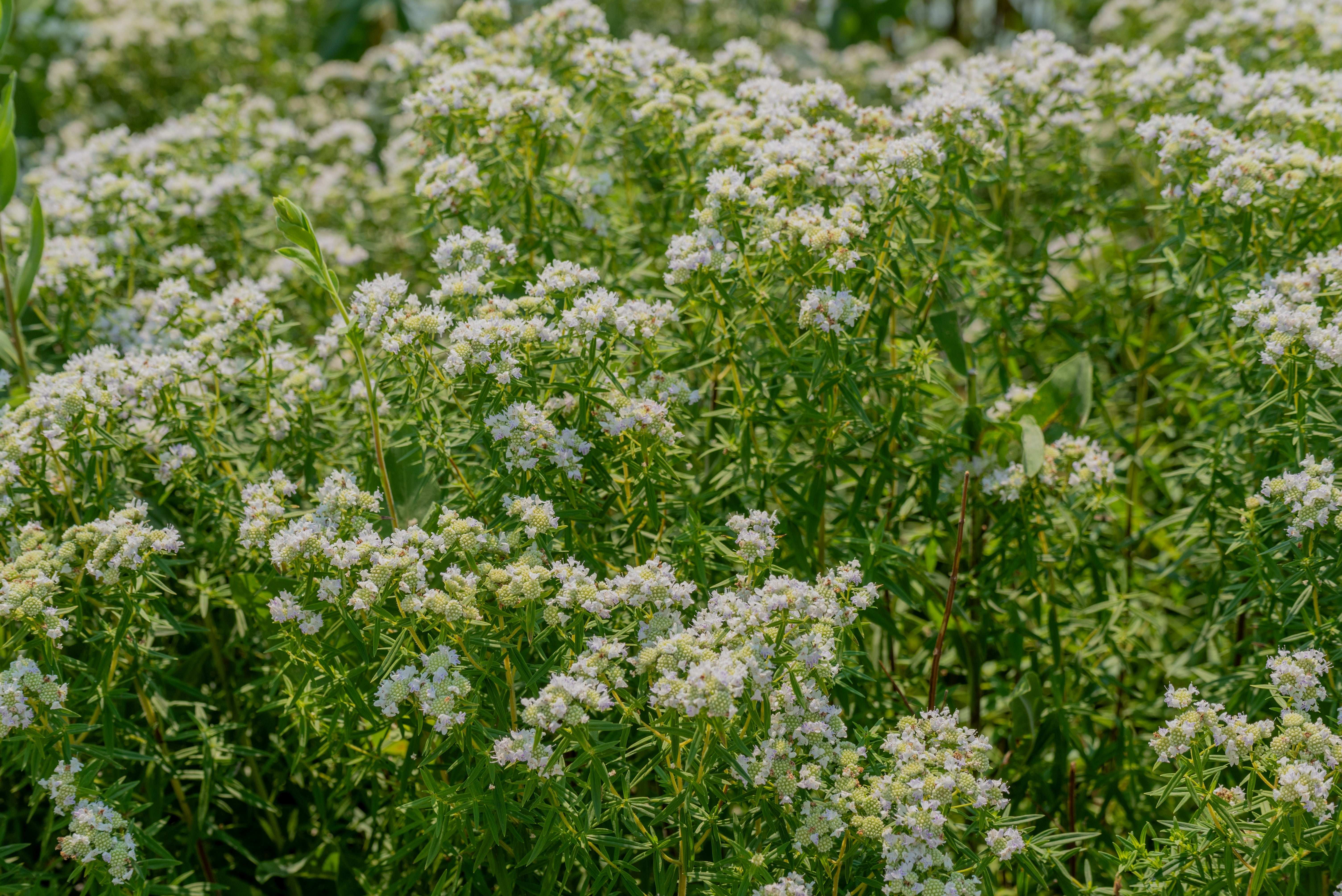Mountain Mint flowers attracting pollinators grown from seeds