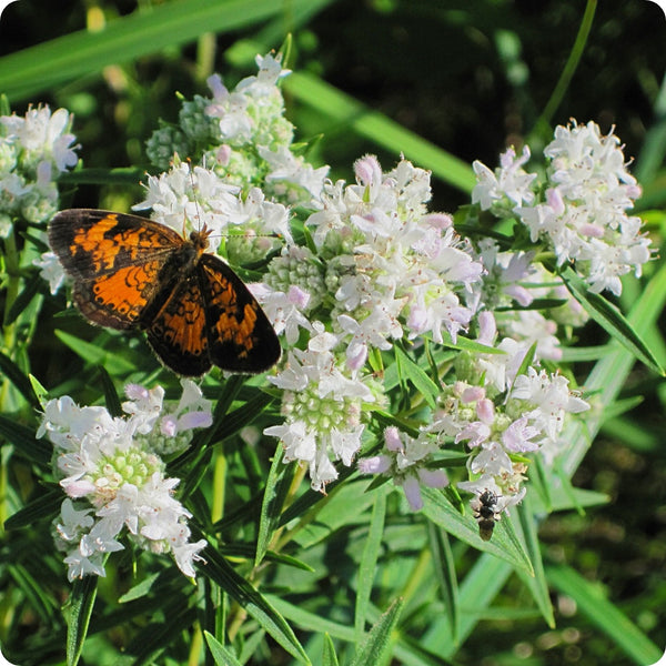 Mountain Mint seeds Pycnanthemum muticum native pollinator plant