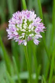 Mouse Garlic plant blooming with pink flower clusters