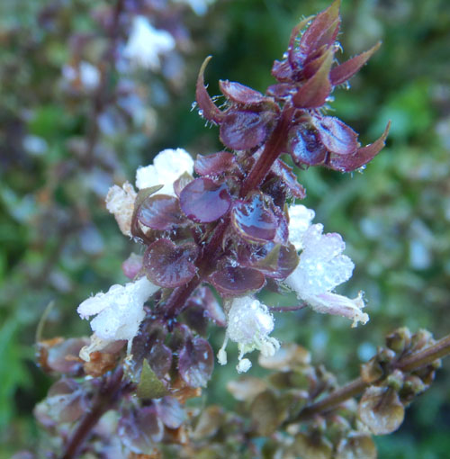 Mrihani Basil grown from seeds in containers and borders