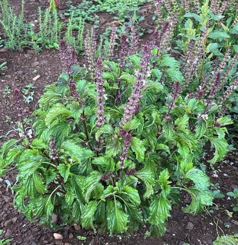 Mrihani Basil organic seeds Ocimum basilicum ornamental herb