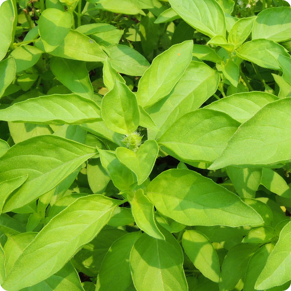 Mrs. Burns’ Lemon Basil seeds Ocimum basilicum growing as aromatic green plants