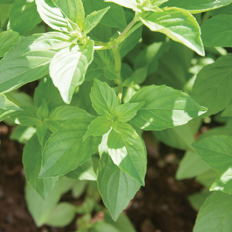 Lemon Basil flowers attracting pollinators grown from Mrs. Burns’ seeds*
