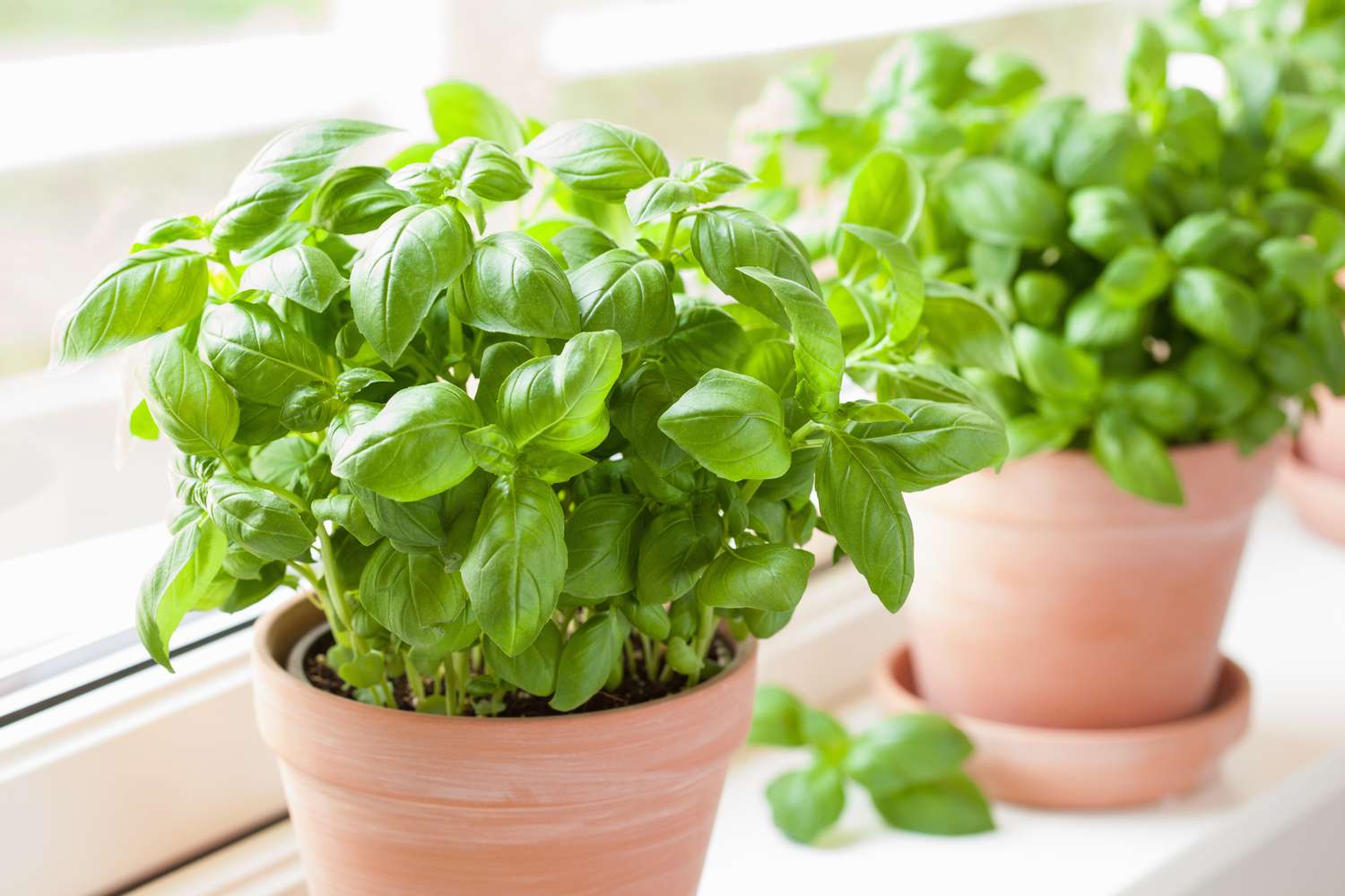 Basil Seeds For Planting Fresh Herbs Herb