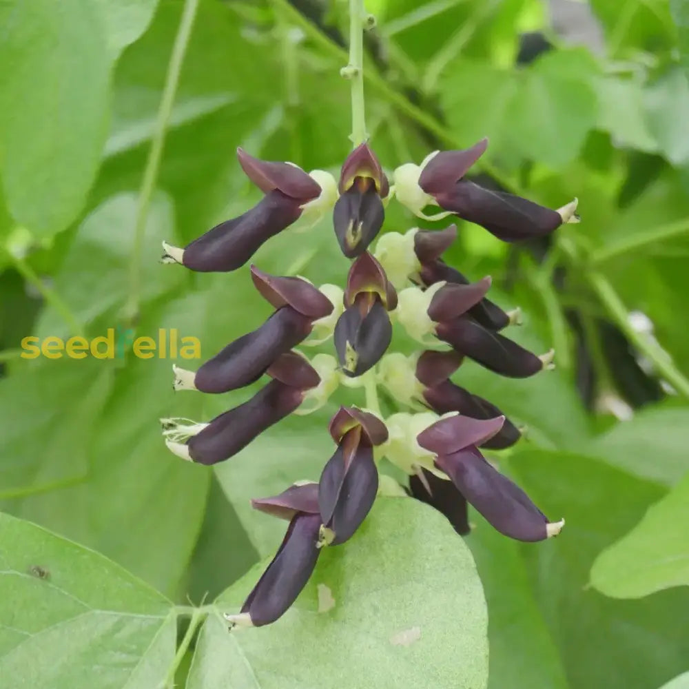 Mucuna pruriens vine garden seeds