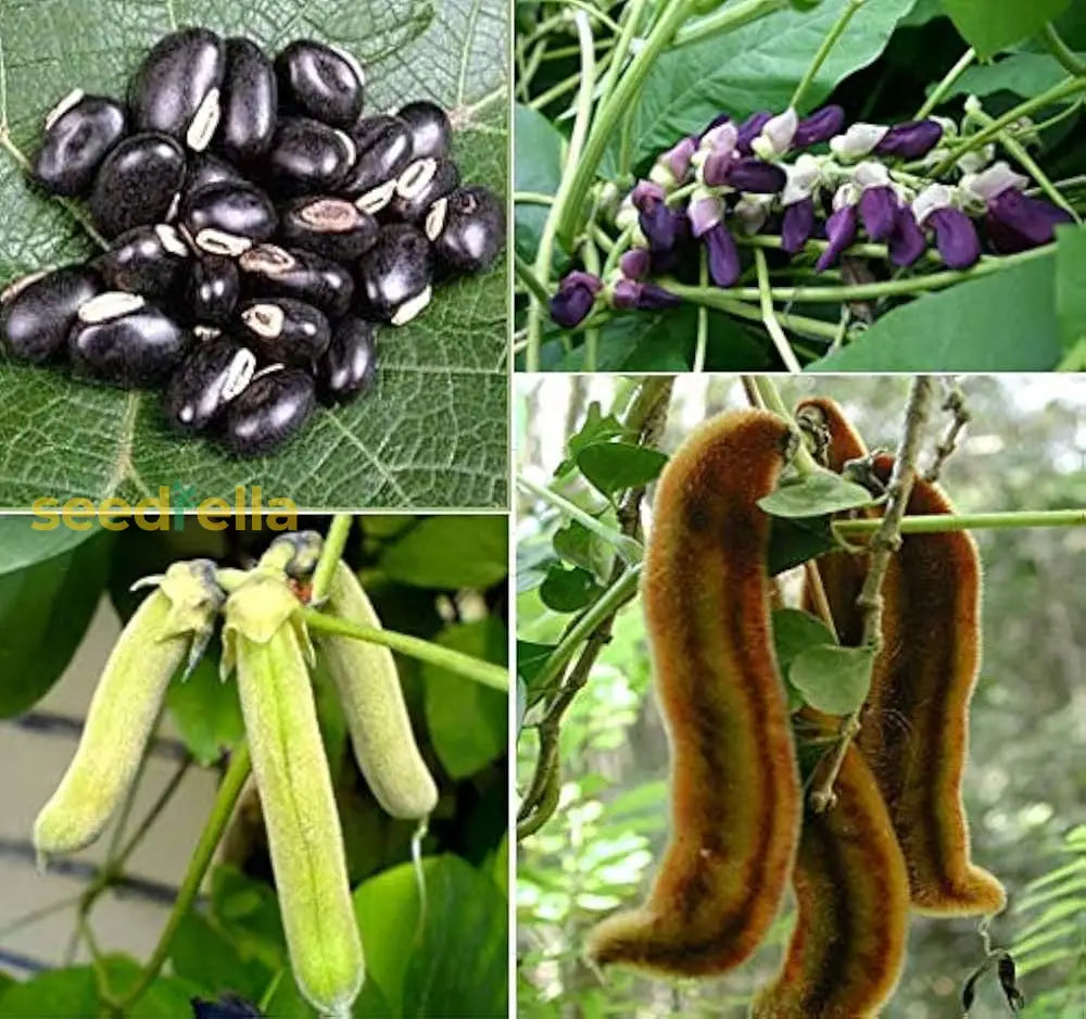 Mucuna Vegetable Seeds For Planting Seeds