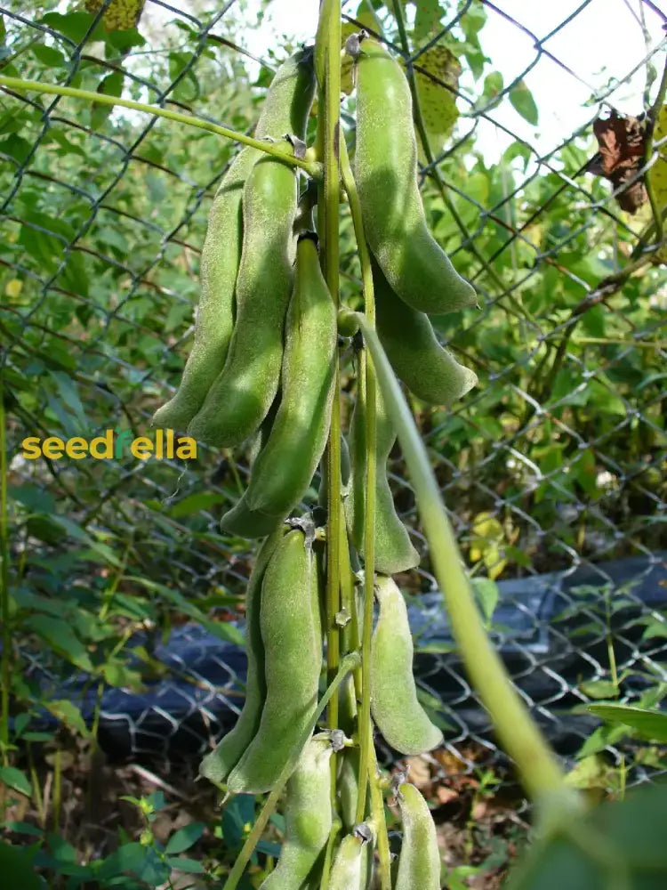 Mucuna Vegetable Seeds For Planting Seeds