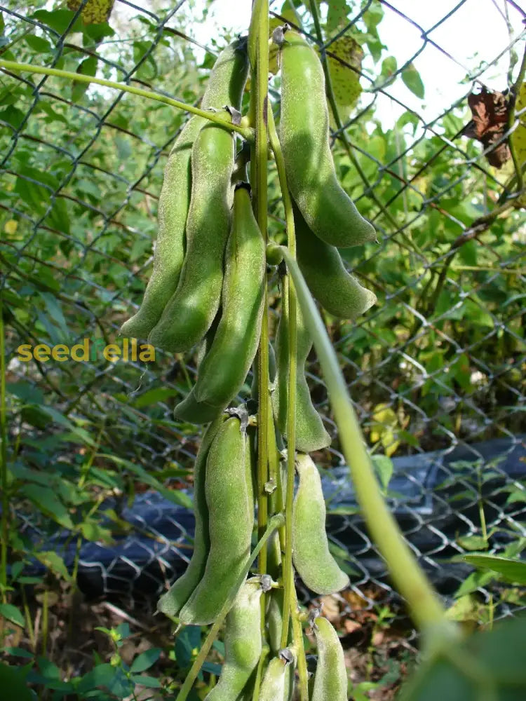 Mucuna velvet bean seeds tropical gardening