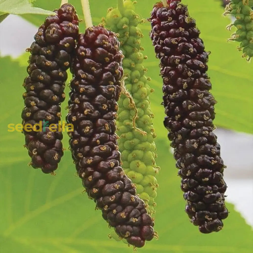 Mulberry Fruit Planting Seeds - Grow Your Own Delicious Mulberries With Easy Instructions