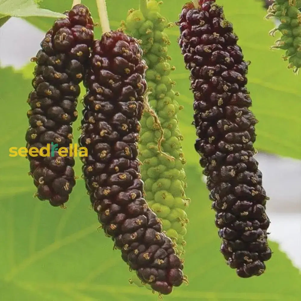 Mulberry Fruit Planting Seeds - Grow Your Own Delicious Mulberries With Easy Instructions