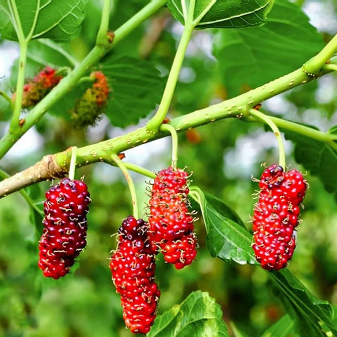 Long Mulberry Tree planted in a home garden