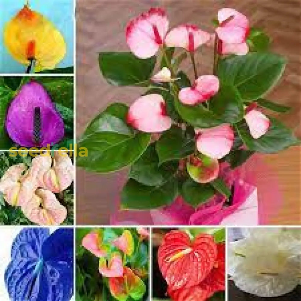 Multi-Color Anthurium Flower Seeds For Planting Plant Seeds