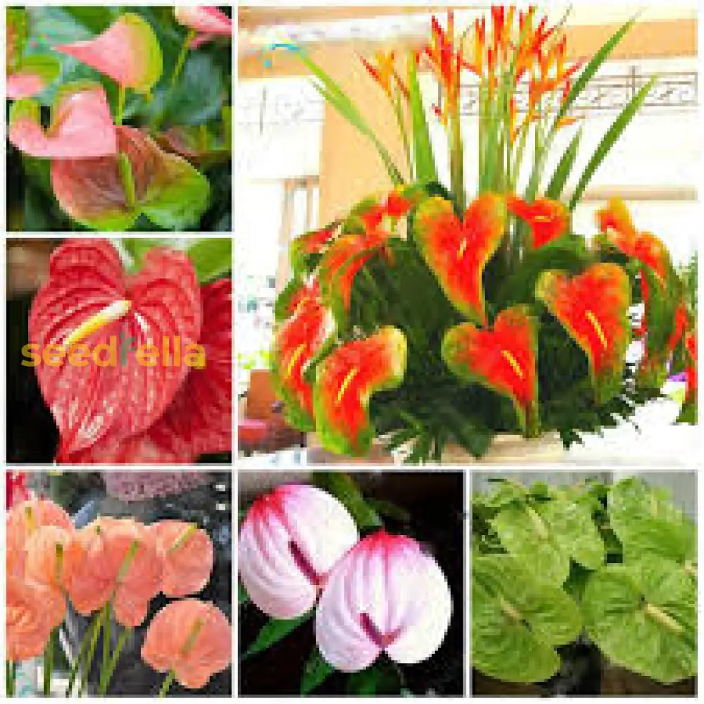 Multi-Color Anthurium Flower Seeds For Planting Plant Seeds