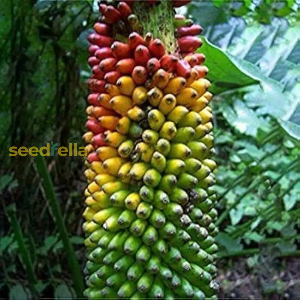 Multi-Color Banana Fruit Seeds For Planting