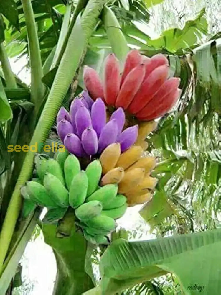 Multi-Color Banana Fruit Seeds For Planting