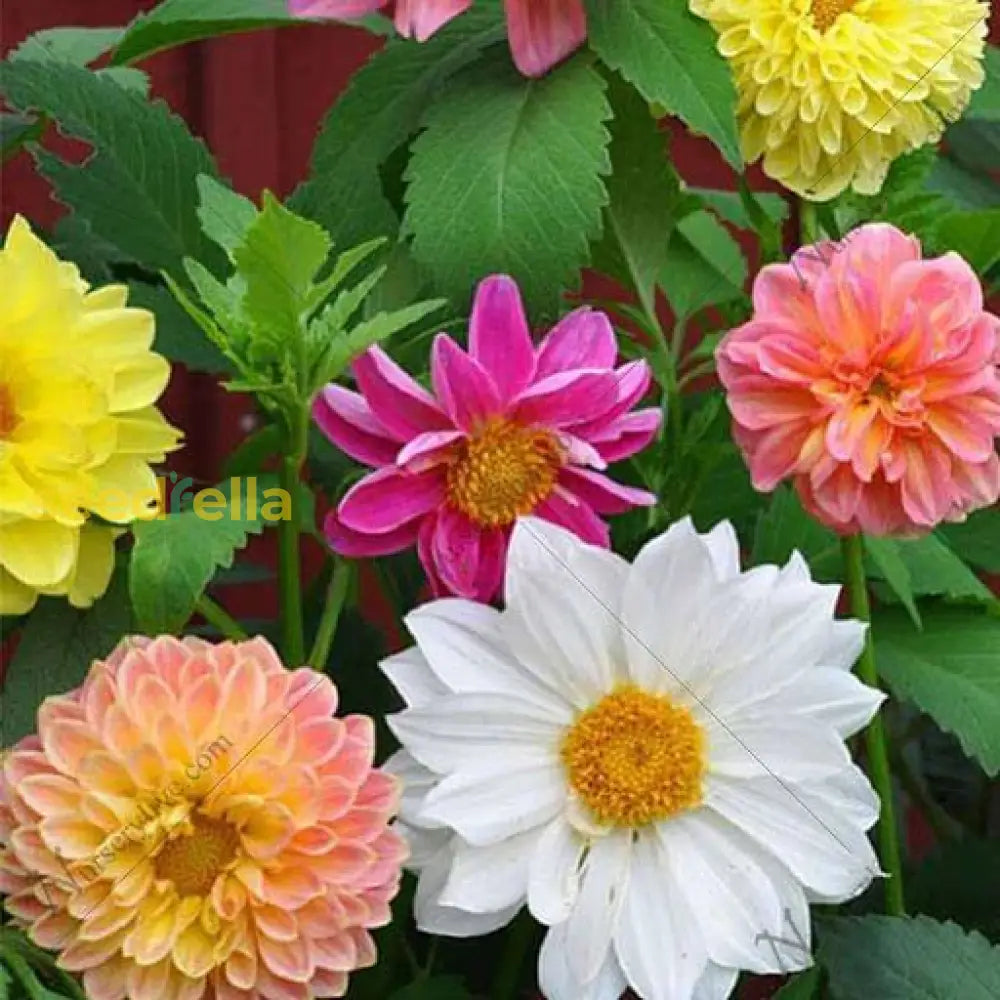 Multi-Color Dahlia Flower Seeds For Planting Mixed