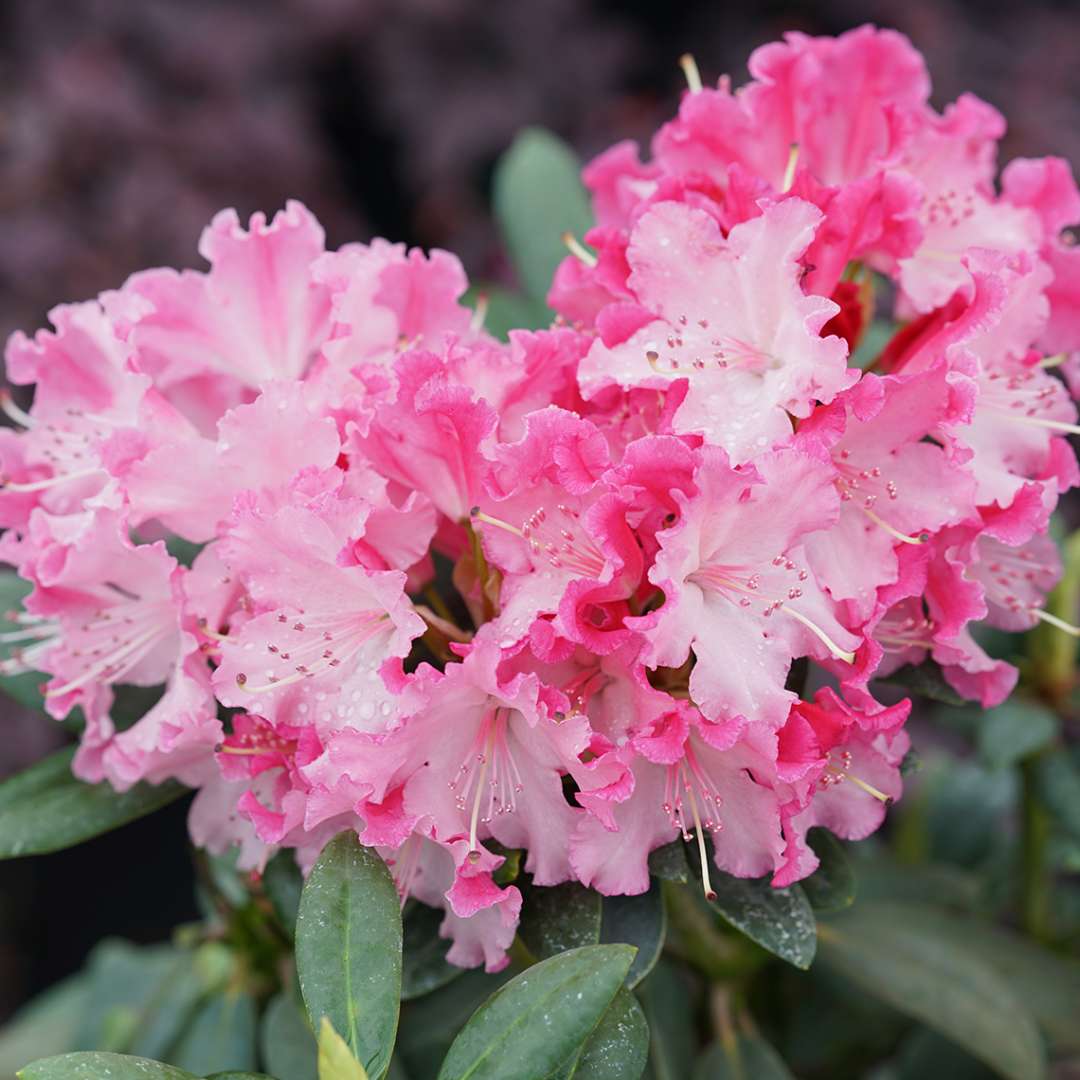 Rhododendron Flower Seeds Vibrant Multi-Color