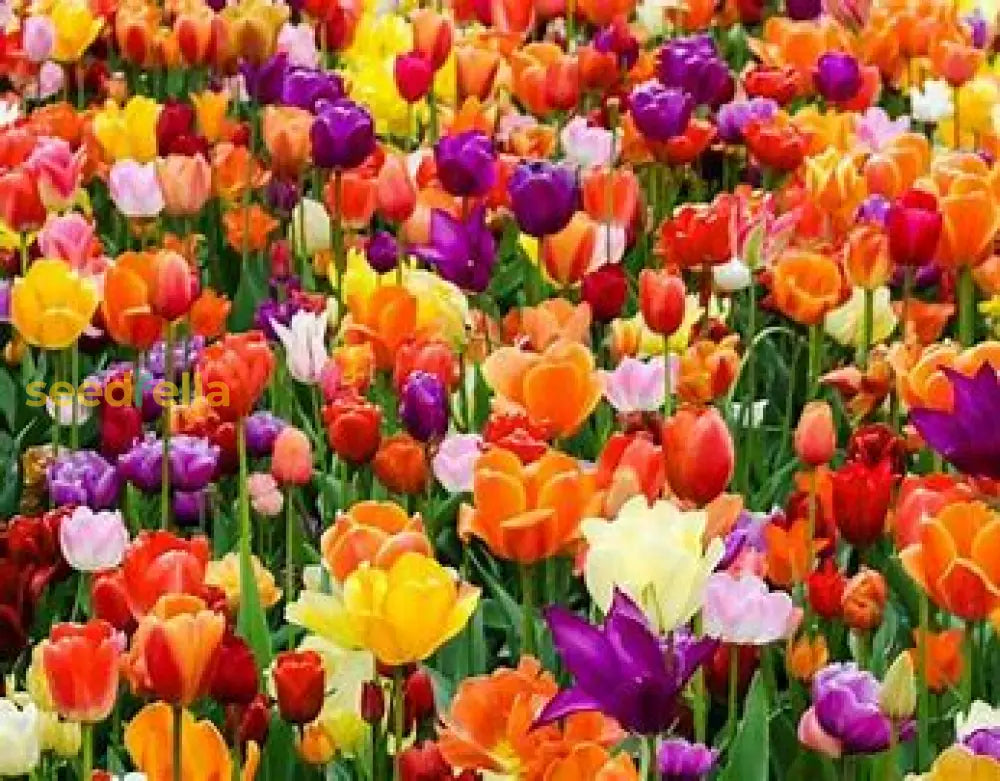 Multi-Color Tulip Seeds For Planting Essentials Flower