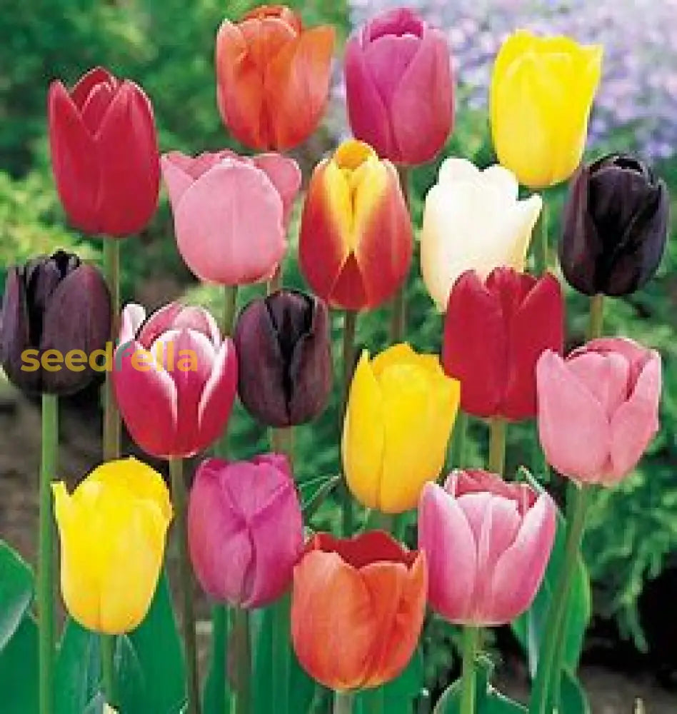 Multi-Color Tulip Seeds For Planting Essentials Flower