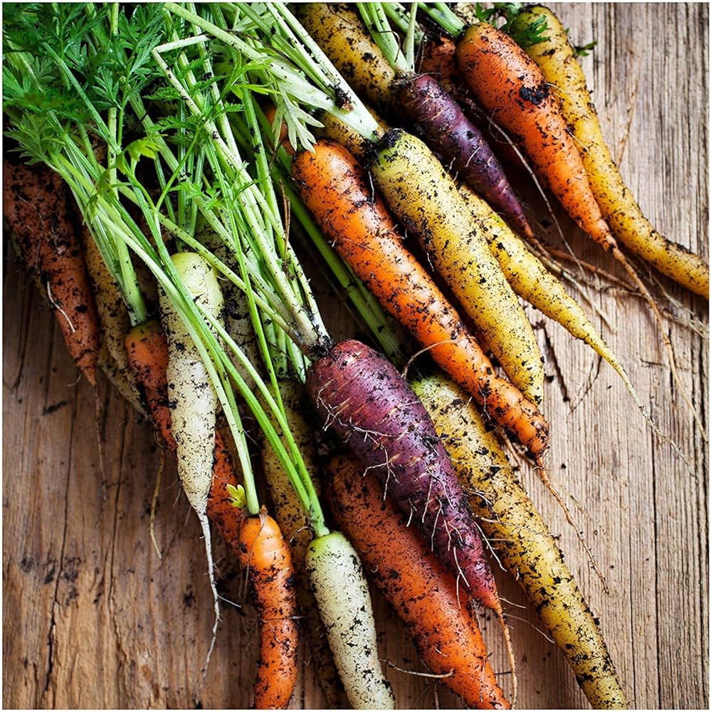 Multi-Colored Carrot plants growing in a home vegetable garden