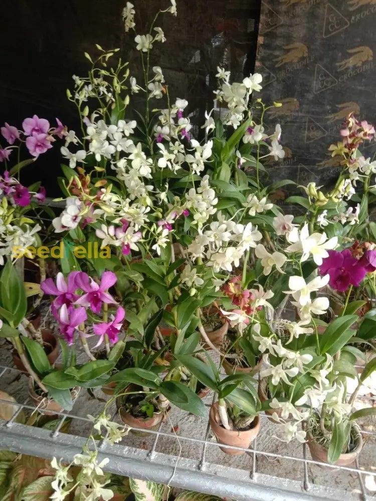 Multi-Colored Dendrobium Flower Seeds For Planting