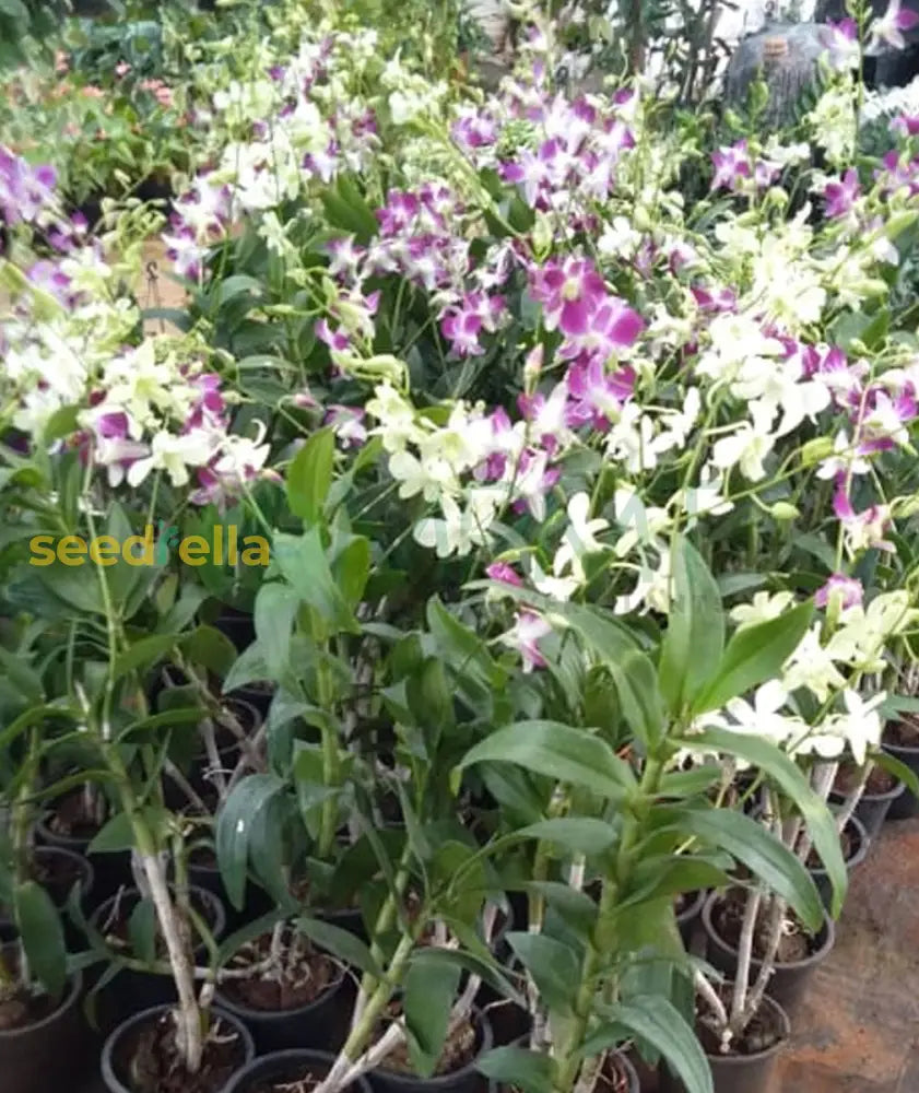 Multi-Colored Dendrobium Flower Seeds For Planting