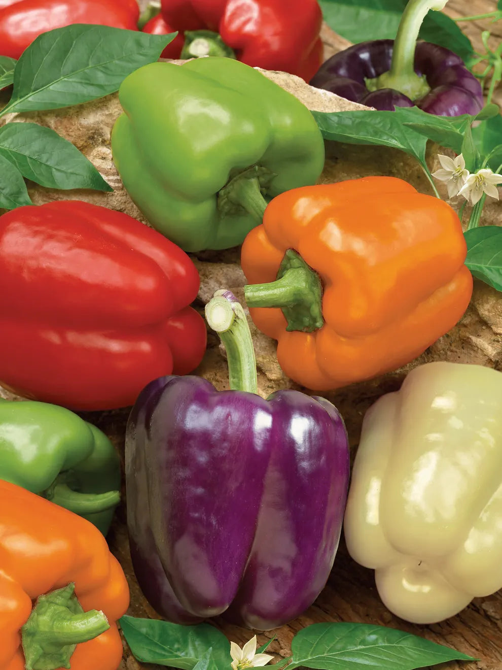 Multi-Colored Pepper plants thriving in raised garden beds