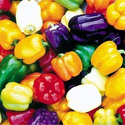 Non-GMO Multi-Colored Pepper seeds for planting in home gardens