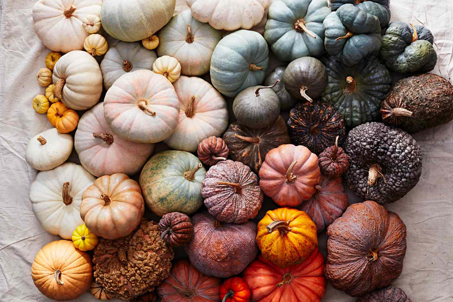 Multi colored pumpkin seeds for planting