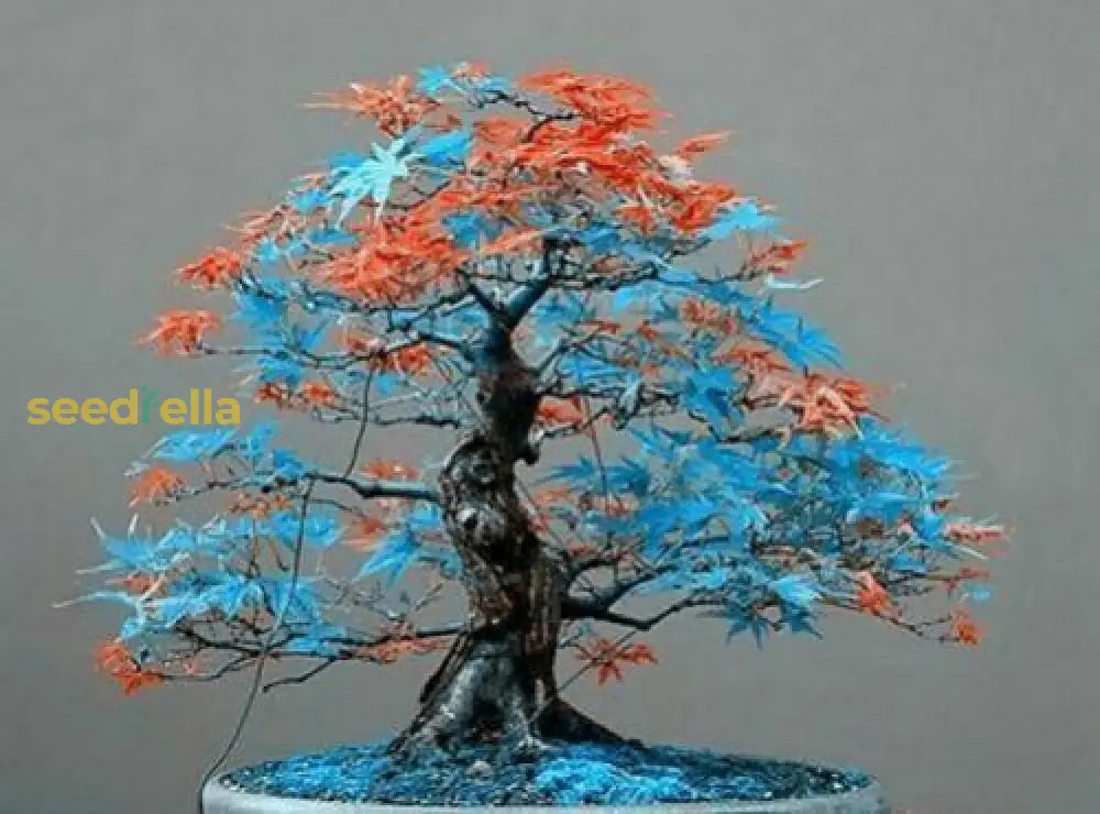 Multi-Colored Seeds For Bonsai Tree Planting